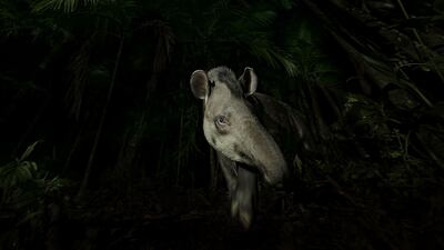 'Face of the forest', a lowland tapir in Tapirai, Sao Paulo, Brazil, by Vishnu Gopal, from India, has won the Animal Portraits award. Vishnu Gopal / Wildlife Photographer of the Year / PA