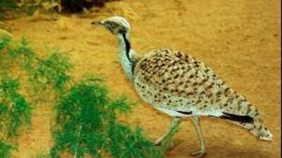 The houbra bustard is a favourite prey of falcons.