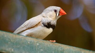 A zebra finch (Taeniopygia guttata) in the reserve in Khartoum. AFP