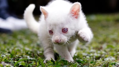 An alleged albino cub of Jaguarundi (Herpailurus yagouaroundi) plays at the Conservation Park in Medellin, Colombia, on December 23, 2021. - According to environmentalists of the Conservation Park of Medellin, the little Jaguarundi will have live in captivity as its albinism prevents it to hunt, camouflage and protect itself from predators in the wild. (Photo by FREDY BUILES / AFP)