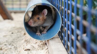 Magawa sits in a tube in its cage at the Apopo Visitor Centre in Siem Reap. Reuters
