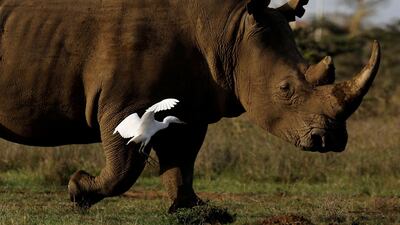 A white rhino walks at the Nairobi National Park, near Nairobi, Kenya, December 3, 2018. Reuters