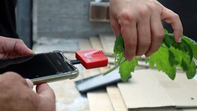 Scientists in Tel Aviv record noise made by a cut plant. PA