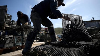 Drakes Bay Oyster Co workers sort bags of freshly harvested oysters. The Park Service and conservationists argue that Lunny’s operations are destroying eelgrass beds, and his farm is too close to the area used by harbour seals for reproducing. Justin Sullivan / Getty Images / AFP