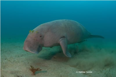 Dugongs can eat up to 40kg of seagrass a day. Matthieu Juncker / Mohammed bin Zayed Species Conservation Fund