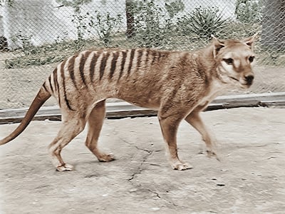 Footage obtained from the National Film and Sound Archive of Australia shows a colourised picture of the last-known surviving Tasmanian tiger, taken in 1933. AFP