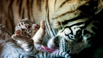 A white tiger with one of her three cubs - born in captivity three weeks ago - at the zoo La Pastora, in Monterrey, Nuevo Leon. AFP