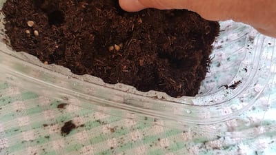Step 6: Drop a few seeds into each hole and gently cover with soil. To give better odds of something germinating, I use lots of seeds.