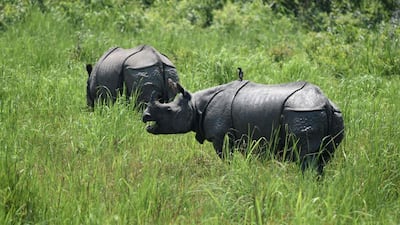 The rising demand can be traced to a surge in prices for their horns which can top $100,000 (Dh367,270) per kilo for the final product.