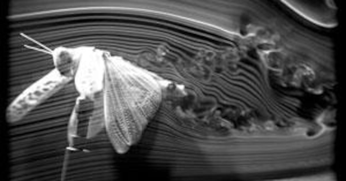 Science Machine Fly Scientists look to nature's template for flying machines | The National