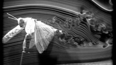 Up and away: Wind tunnels help show how locusts can fly very long distances.