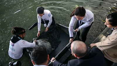 Louvre Abu Dhabi's involvement in the wildlife programme effectively creates a new step in the turtles' rehabilitation process