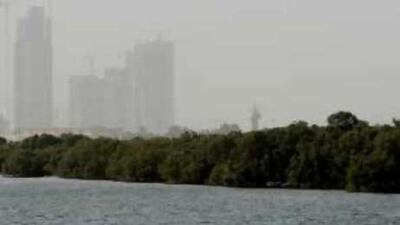 A stretch of mangroves in Abu Dhabi. Andrew Parsons / The National