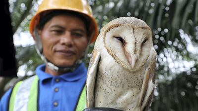 A Sime Darby Plantation worker holds a barn owl, used as a biological pest control agent, at a plantation in Pulau Carey, Malaysia. Reuters