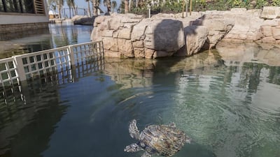 The turtle rehab staff in Dubai are expecting more turtles to be stranded on beaches in the next few weeks. Antonie Robertson / The National