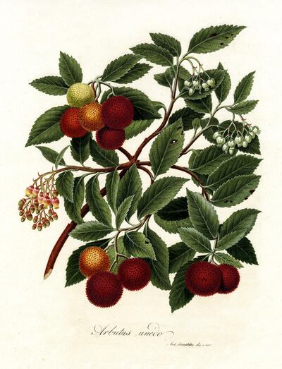 A sketch depicting arbutus unedo, or the strawberry tree. Courtesy Giulio Pietromarchi