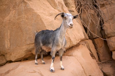 The goats are a constant motif throughout the resort, signalling conservation and sustainability efforts. Photo: Six Senses Zighy Bay