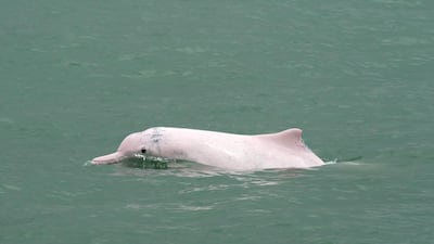 The Indo-Pacific Humpback Dolphin