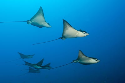 Eagle rays have distinctive tails and are easily recognised by their spotted pattern. Alamy