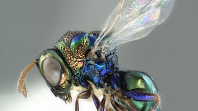 If the caterpillars are subsequently parasitized by the species that Perilampus species live off, the Perilampus larvae will burrow into them and later emerge as adult wasps. Courtesy: Magnolia Press, “reproduced with permission from the copyright holder”.