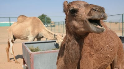 Injaz, the cloned camel, pictured here in December in 2009 at Camel Reproduction Centre in Al Awir Dubai, is pregnant. Paulo Vecina / The National