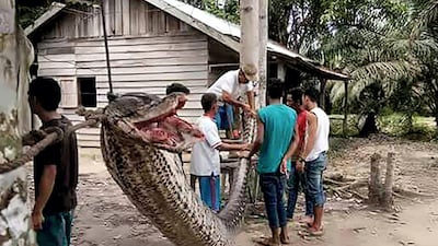 Villagers beside a 7.8 metre (25.6 foot) long python which was killed after it attacked an Indonesian man in the remote Batang Gansal subdistrict of Sumatra island. Batang Gansal Police / AFP