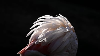 A close-up of a pink flamingo.