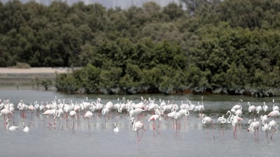 Flamingos feed at Ras Al Khor wildlife sanctuary. Chris Whiteoak / The National