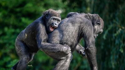 Western lowland gorillas interact in the warm sunshine at Bristol Zoo Gardens, in Bristol, England. AP