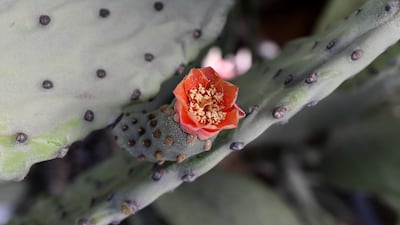 A flowering cactus plant.