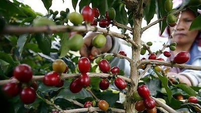 Fair-trade products such as cocoa and coffee do not compete with domestic European production. Y T Haryono / Reuters