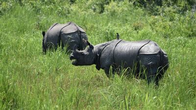 One-horned rhinos graze in India's Kaziranga National Park on June 2, 2016. Biju Boro / AFP Photo