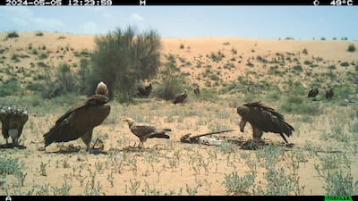 A much smaller Egyptian vulture joins lappet-faced vultures picking at the remnants of an oryx carcass. Photo: DDCR