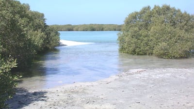 Mangroves at the Marawah Biosphere Reserve. All photos: Environment Agency Abu Dhabi