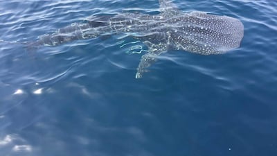 Whale shark spotted off the coast of RAK. Courtesy Humad Al Zaabi