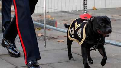 A dog wearing a military uniform walks past The Cenotaph in London. Reuters