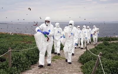 The National Trust team of rangers clear deceased birds from Staple Island, one of the Outer Group of the Farne Islands, off the coast of Northumberland, wher bird flu had a devastating effect on one of the UK's best known and important seabird colonies with 3104 carcasses recovered by rangers last summer. PA
