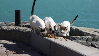 Feral cats eat food donated by Animal Welfare AD on Lulu Island in Abu Dhabi. Christopher Pike / The National, file
