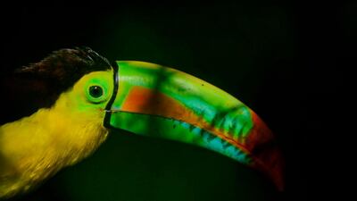 A toucan is pictured at the Corpouraba Wildlife Attention and Evaluation Centre (CAV) in Carepa, Antioquia Department, Colombia. AFP
