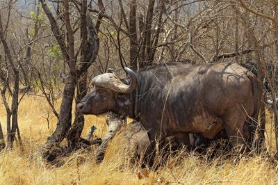 A wild water buffalo. Courtesy Jamie Lafferty