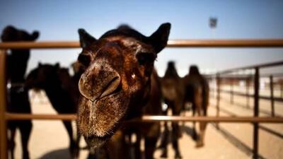 Thin membrane coating camels' lungs may be an effective shield against bacteria, viruses and deadly infections such as pneumonia.