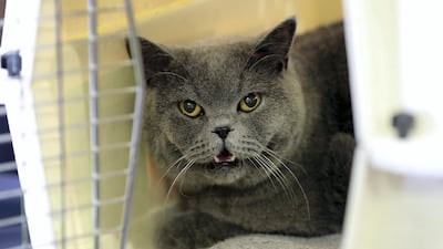 A timid cat at the cat show at the Abu Dhabi Pet Festival on Yas Island in Abu Dhabi. Pawan Singh / The National