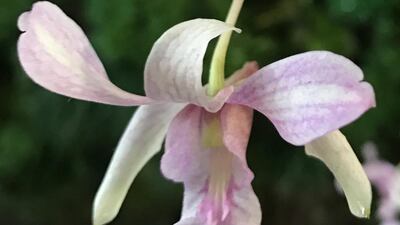 Singapore has named a rare kind of orchid after the UAE’s Mother of the Nation. Sheikha Fatima bint Mubarak. Wam