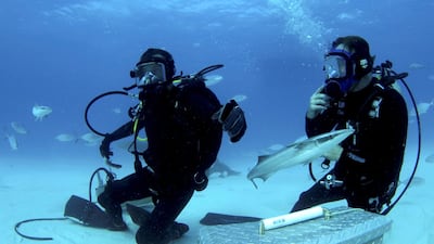 Grylls and Tristan Guttridge on ocean floor with fish Courtesy Discovery