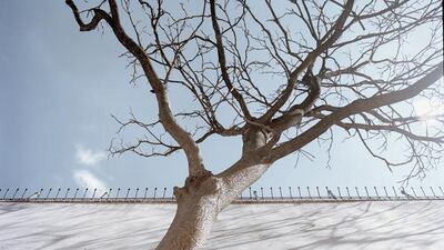 Ali Taptik’s ‘Towards a flora’ project. Courtesy Istanbul Modern