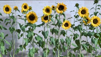 Floral arrangements at Dubai International Flower Festival. Reem Mohammed / The National