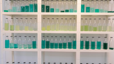 Alexandra Ghose’s 'Local' is an installation that features 80 glass Al Ain milk bottles filled with a green liquid.