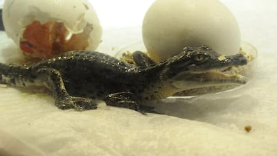 More baby crocs are expected to hatch in the next couple of days. Courtesy Dubai Aquarium & Underwater Zoo