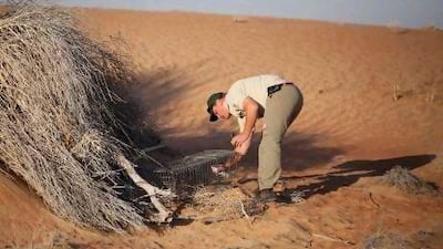 Conservation officer Peter Roosenschoon baits a live trap for Gordon's wildcat. Sarah Dea / The National