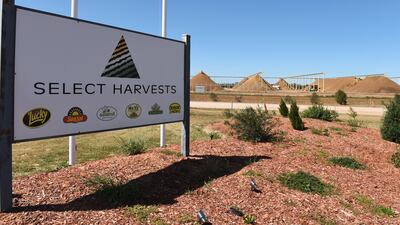 Select Harvests exports about 80 per cent of its output to Europe, India, China and parts of South-East Asia. Carla Gottgens / Bloomberg